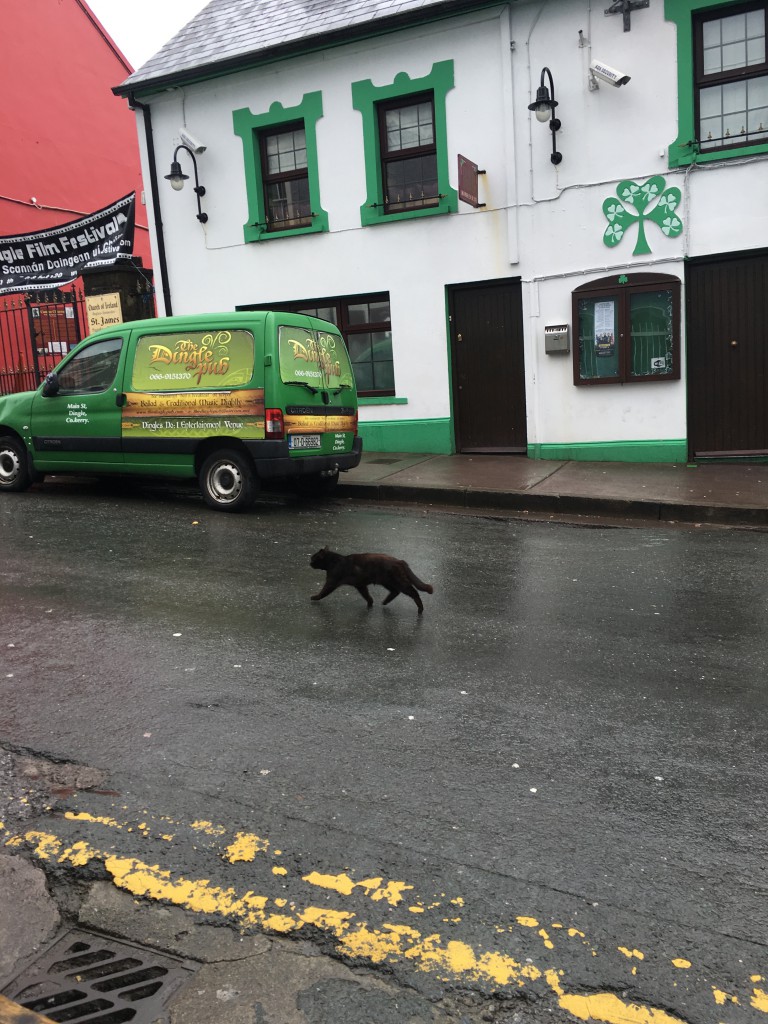 black cats are supposedly unlucky?