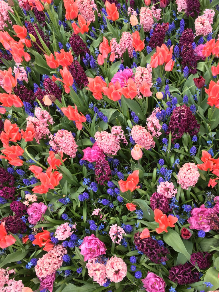 beautiful combination of blooming flowers